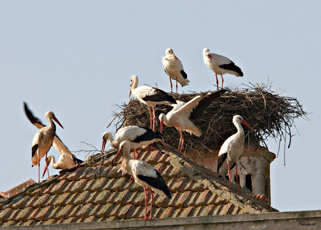 Cegonha-branca. Ciconia ciconia