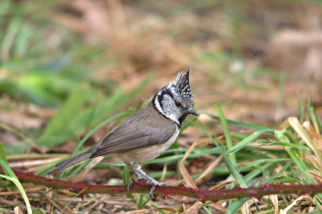 Chapim-de-poupa. Parus cristatus