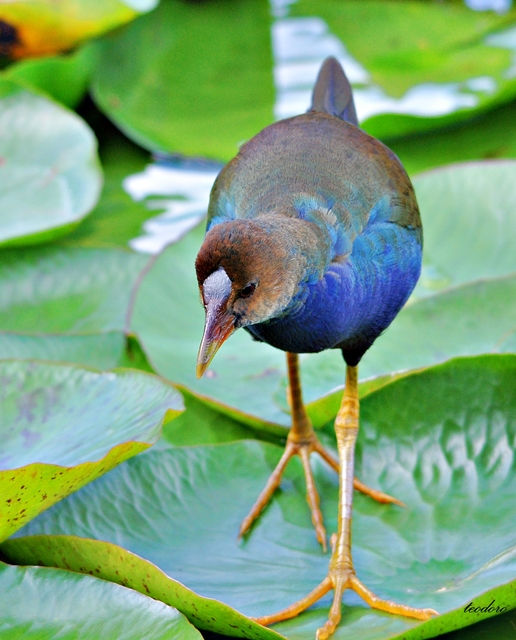 Caimão-americano. Porphyrio martinic