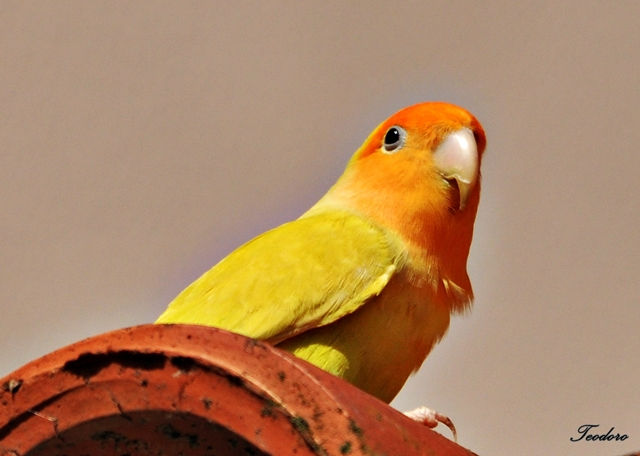 Piriquito rosicolor