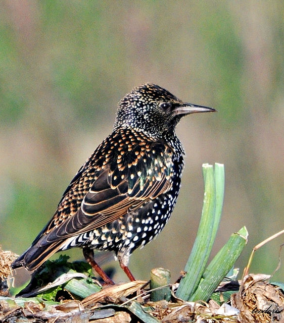 Estorninho-malhado. Sturnus vulgaris