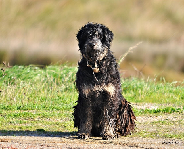 Cão de Água