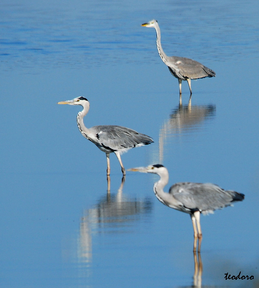 Garça-real. Ardea cinerea