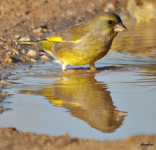 Verdilhão.Carduelis chloris