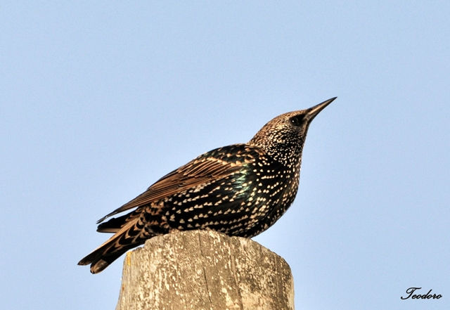 Estorninho-malhado. Sturnus vulgaris