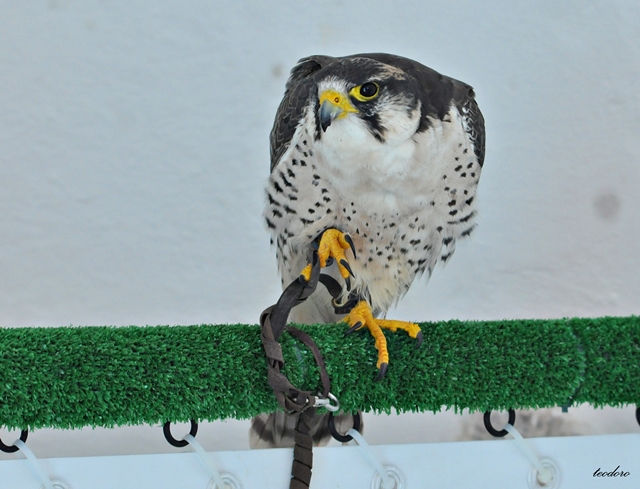 Alfaneque. Falco biarmicus