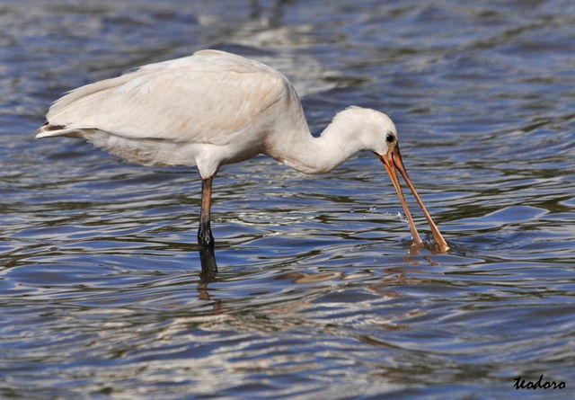 Colhereiro. Platalea leucorodia