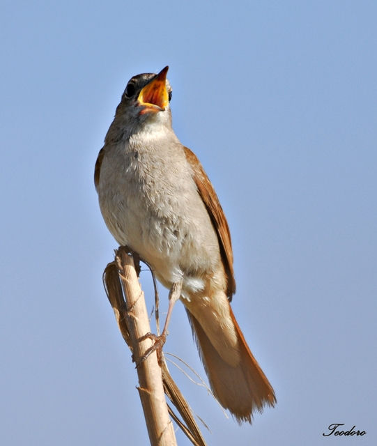 Rouxinol. Luscinia megarhynchos