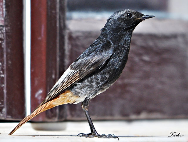 Rabirruivo-preto.