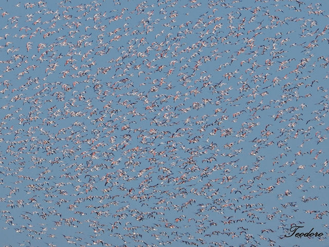Flamingo. Phoenicopterus ruber