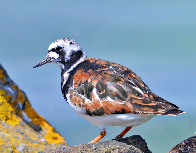 Rola-do-mar. Arenaria interpres