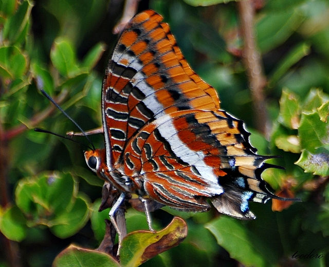 Berboleta-do-medronheiro.