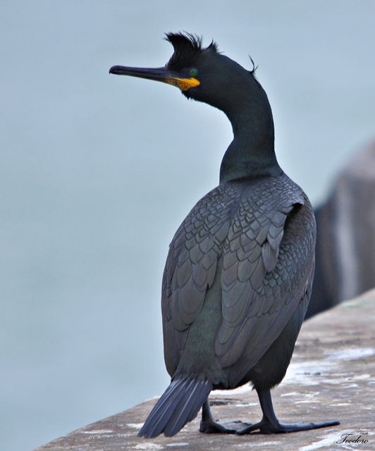 Galheta. Phalacrocorax aristotelis