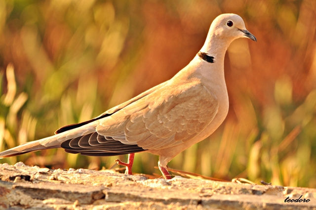 Rola-turca. Streptoplia decaocto