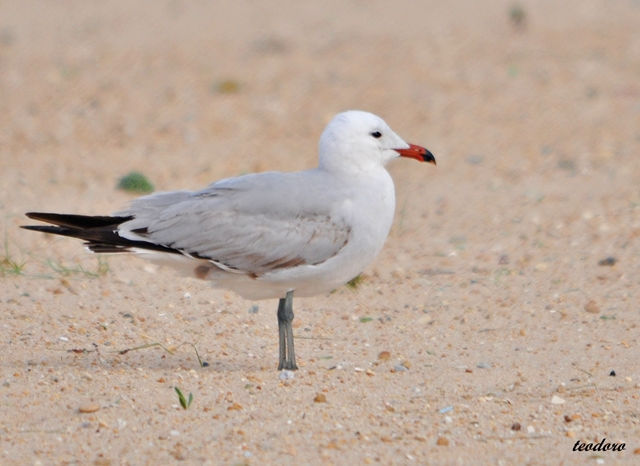 Gaivota-de-audouin. Larus audouin