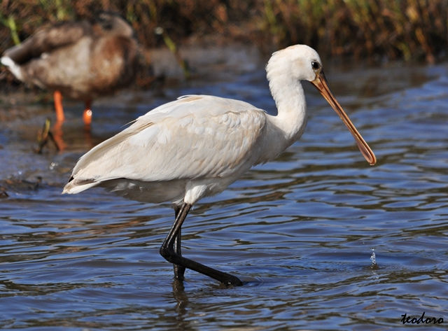 Colhereiro. Platalea leucorodia