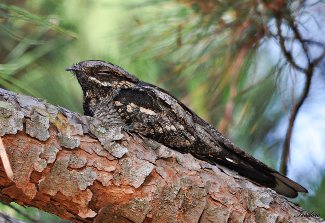 Noitibó-europeu. Caprimulgus europae