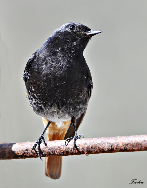 Rabirruivo-preto.