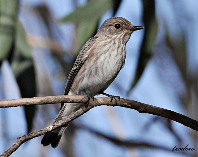 Pap-moscas-cinzento. Mucicapa striat