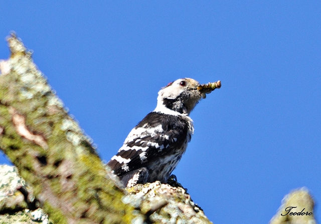 Pica-pau galego. Dendrocopos minor