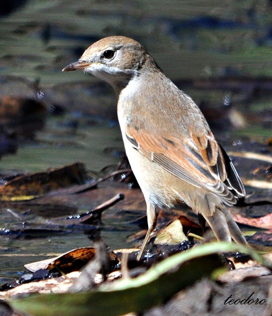 Papa-amoras. Sylvia communis