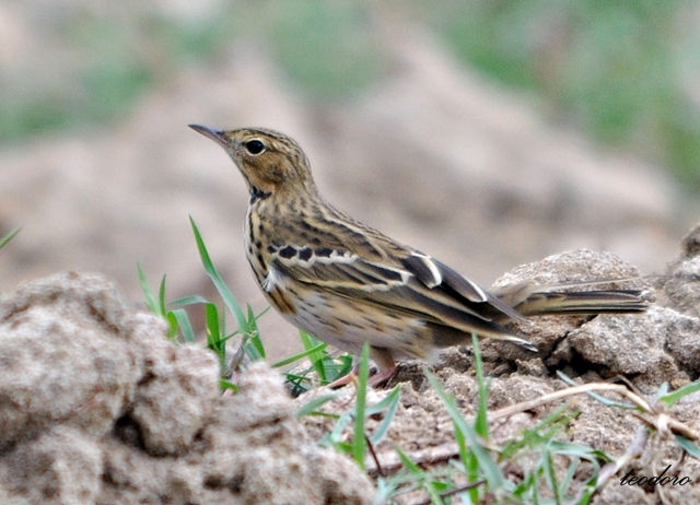 Petinha-das-árvores. Anthus triviali