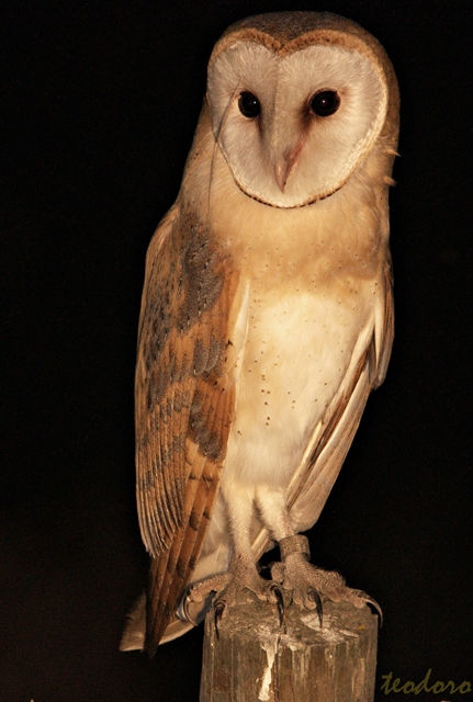 Coruja-das-torres. Tyto alba