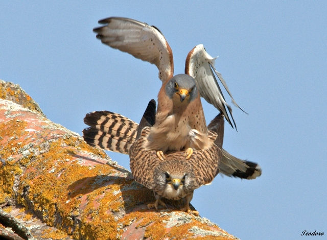 Peneireiro-das-torres. F. naumanni