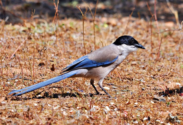 Pega-azul. Cyanopica cyana