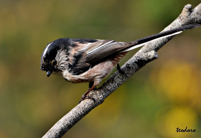 Chapim-rabilongo. Aegithalos caudatu
