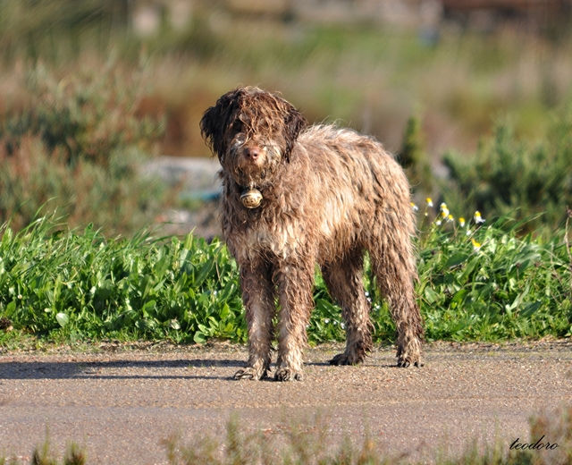 Cão de Água português