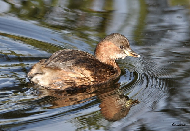 Mergulhão-pequeno. Tachb. ruficollis