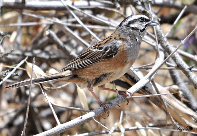 Cia. Emberiza cia