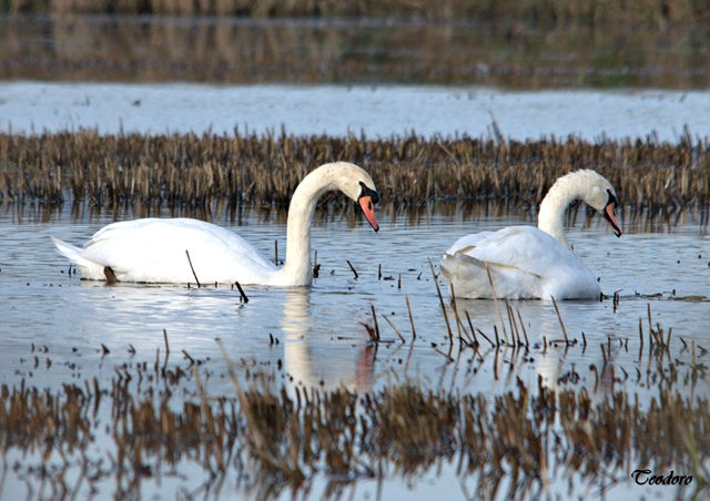 Cisne-mudo. Cygnus olor