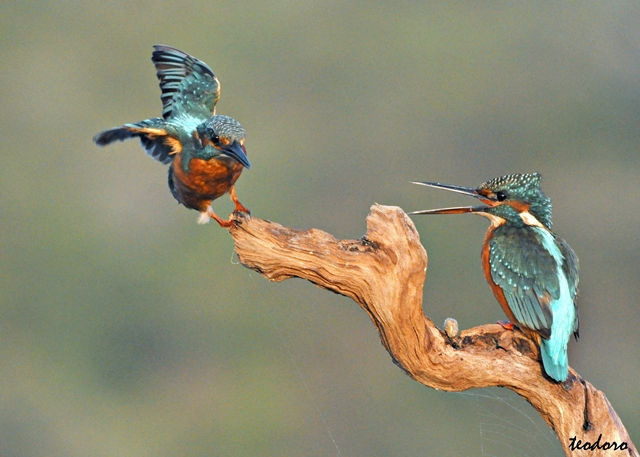 Guarda-rios. Alcedo atthis