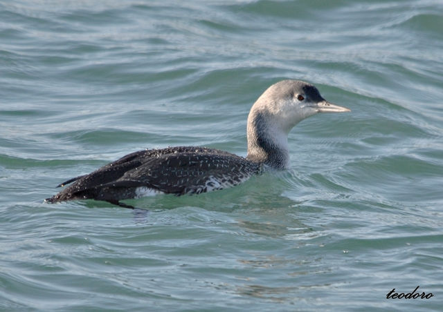 Mobelha-pequena. Gavia stellata