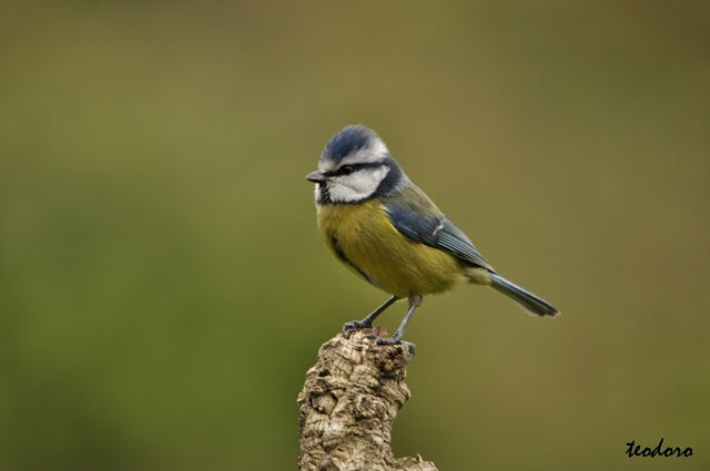 Chapim-azul. Parus caeruleus