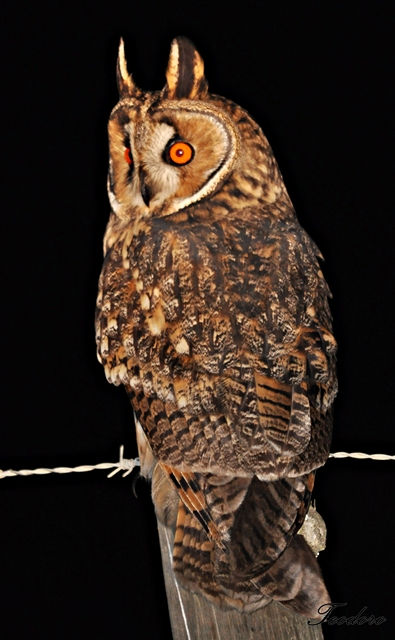 Bufo-pequeno. Asio otus