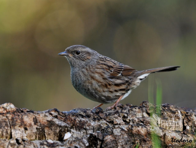 Ferreirinha. Prunella modularis