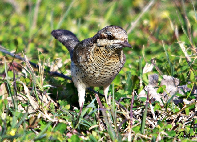 Torcicolo. Jynx torquilla