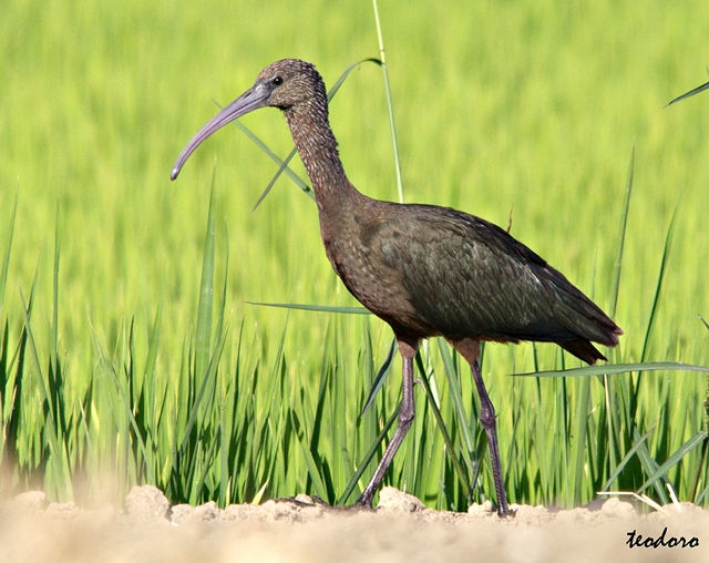 Ibis-preto. Plegadis falcinellus
