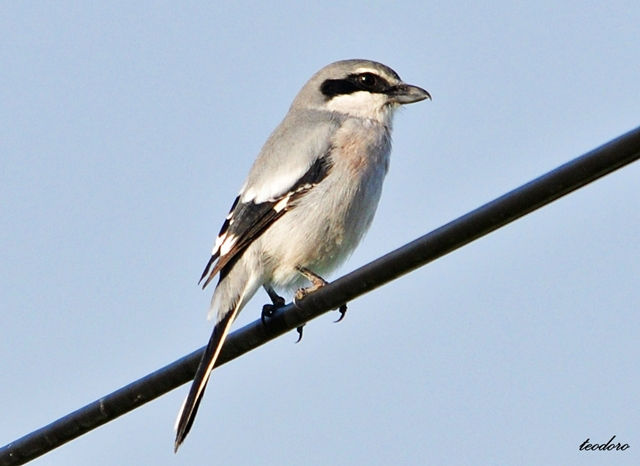 Picanço-real. Lanius meridionallis
