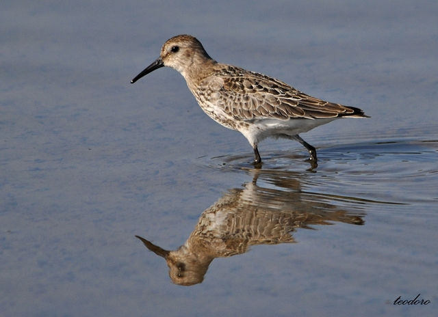 Pilrito-comum. Calidris alpina