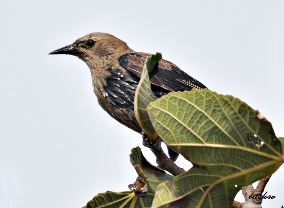 Estorninho-preto. Sturnos unicolor