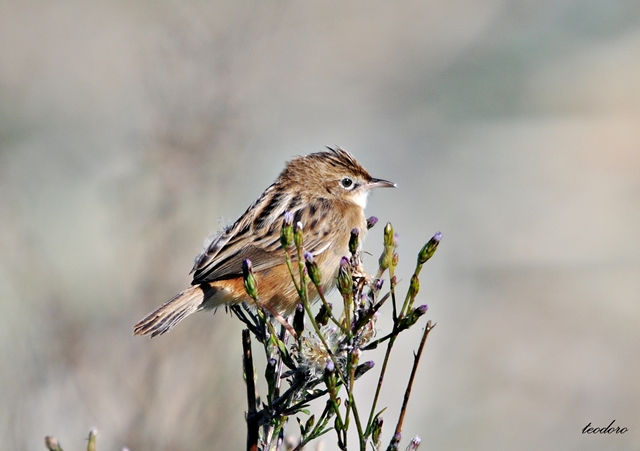 Fuinha-dos-juncos. Cisticola juncidi