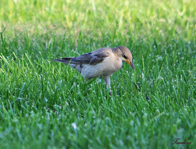 Estorninho-rosado. Sturnus roseus