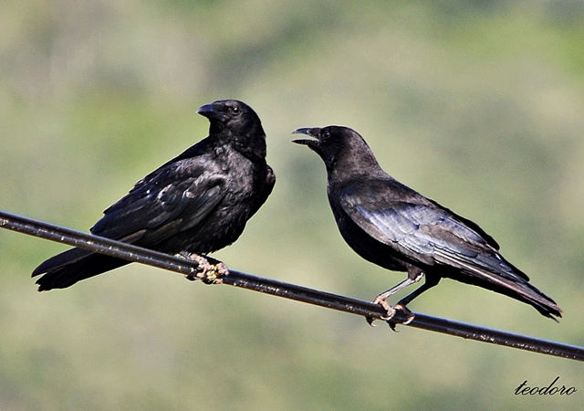 Gralha-preta. Curvus corone