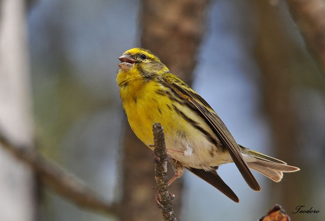 Chamariz. Serinus serinus