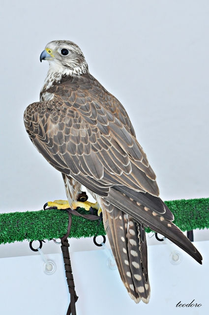 Alfaneque. Falco biarmicus