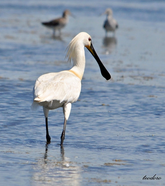 Colhereiro. Platalea leucorodia